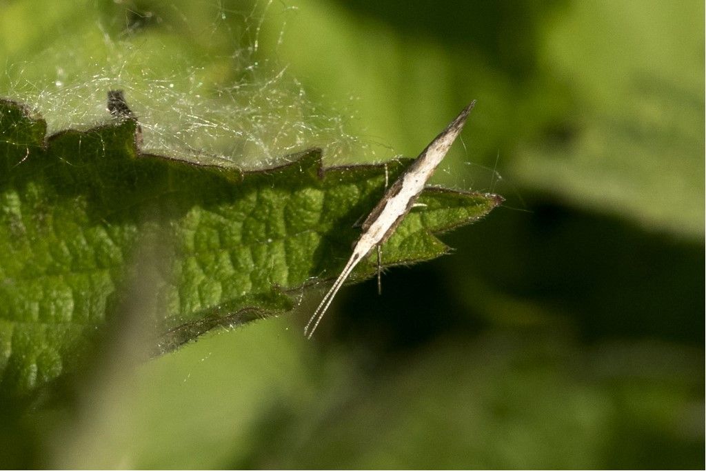 Piccolissima farfallina da identificare