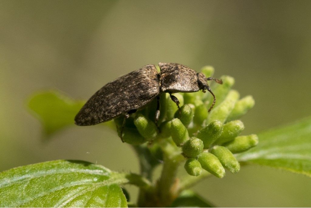 Elateridae: Agrypnus murinus