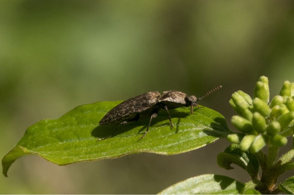 Elateridae: Agrypnus murinus