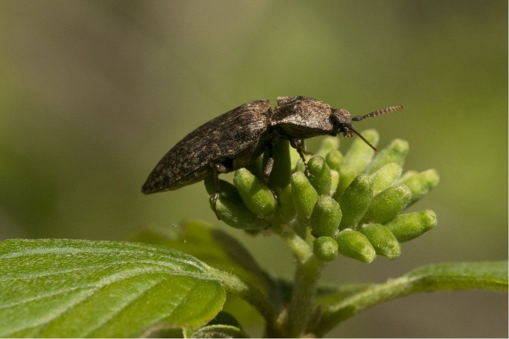 Elateridae: Agrypnus murinus