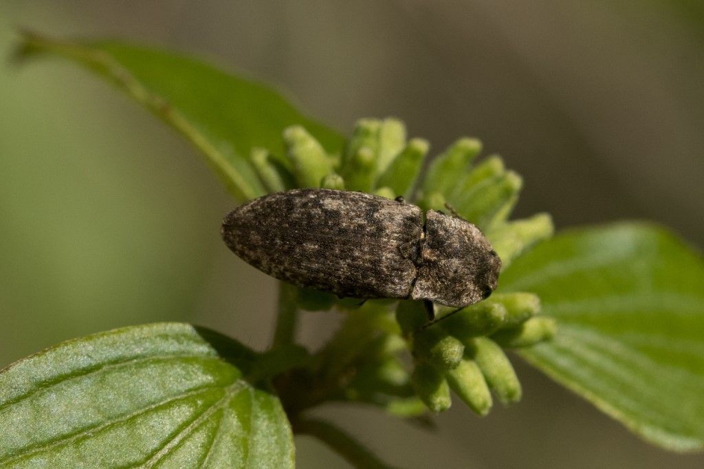 Elateridae: Agrypnus murinus