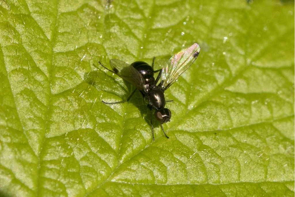 Diptera (?) da identificare