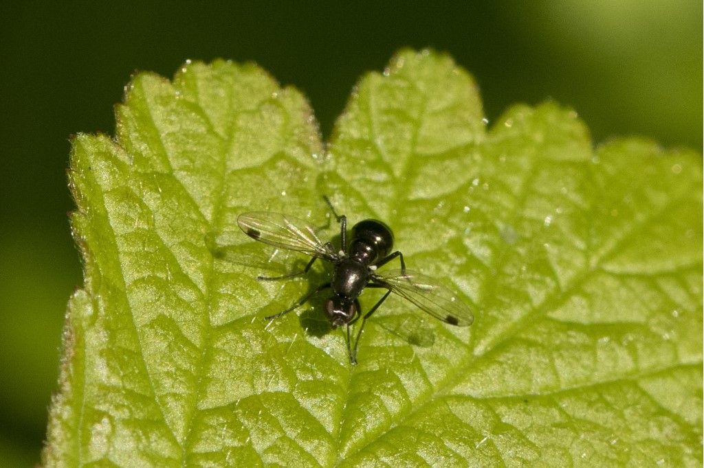 Diptera (?) da identificare