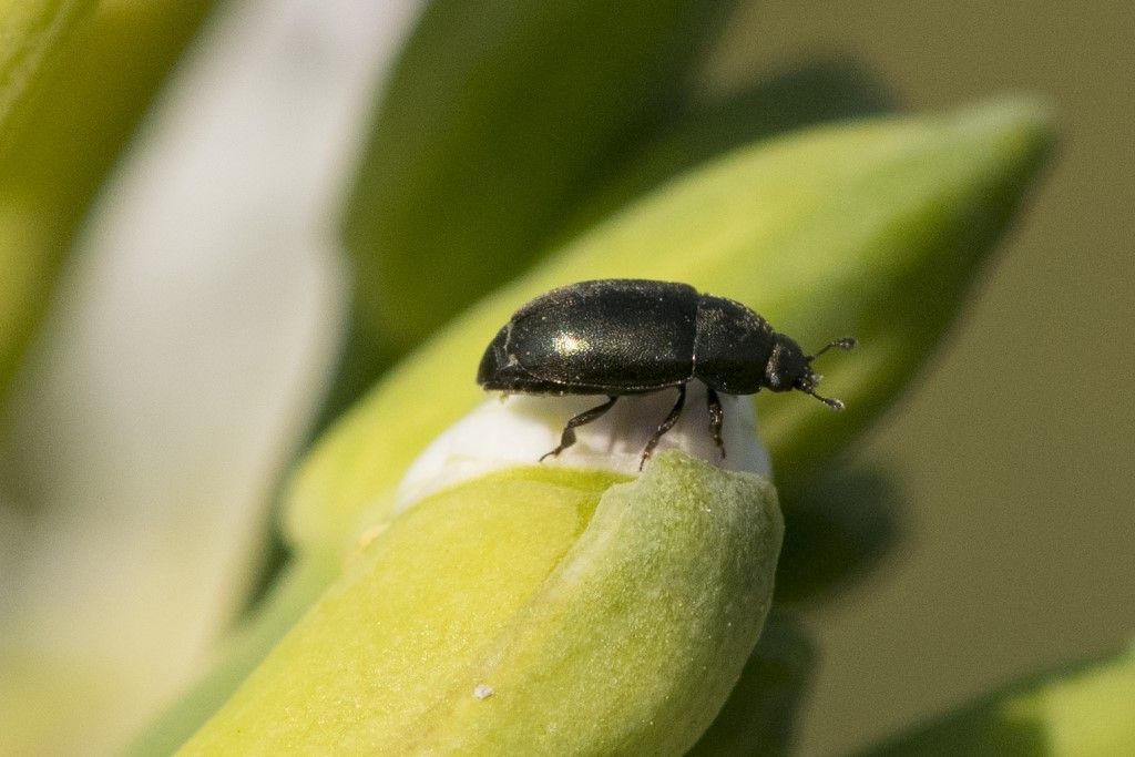 Nitidulidae: Brassicogethes sp. (cfr.)