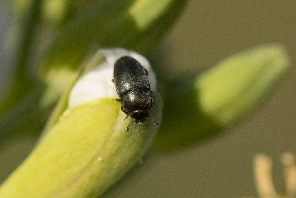 Nitidulidae: Brassicogethes sp. (cfr.)