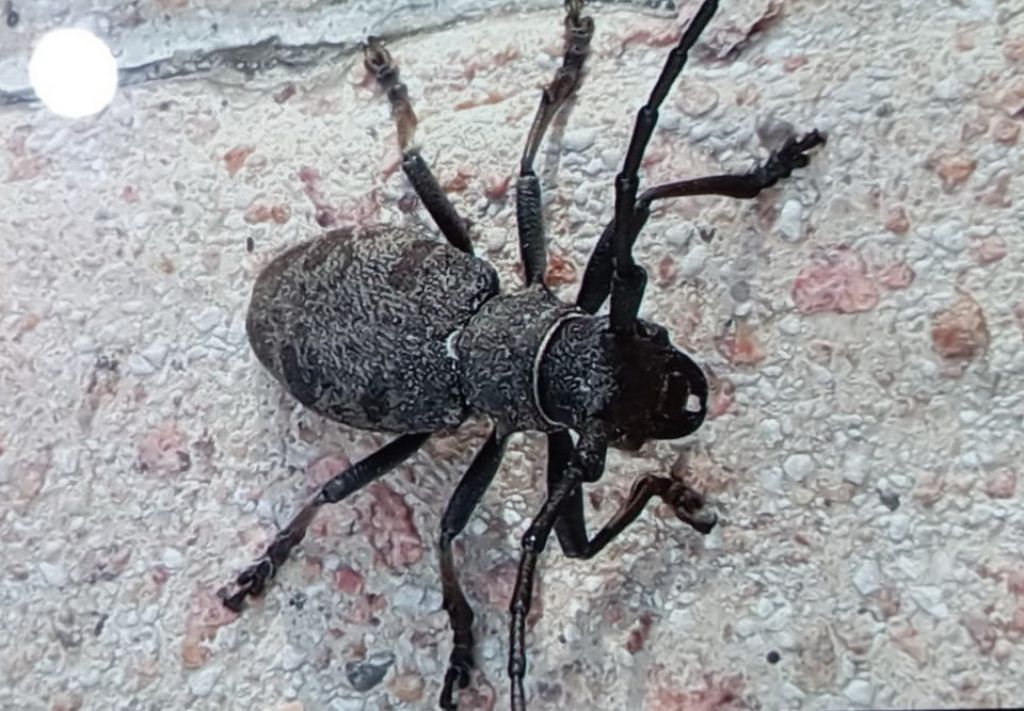 Cerambycidae: femmina di Morimus asper