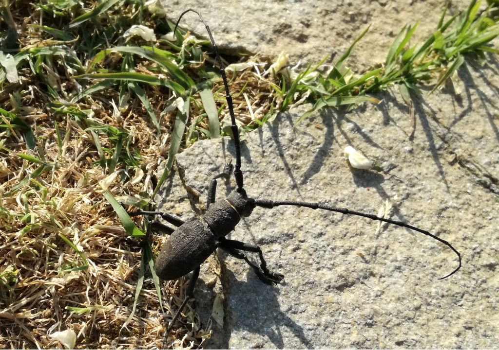 Cerambycidae: maschio di Morimus asper