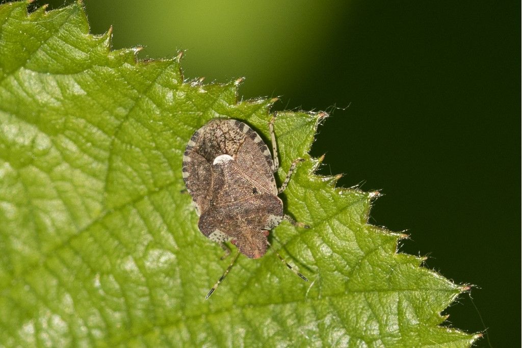 Dyroderes umbraculatus della campagna cremasca (CR)