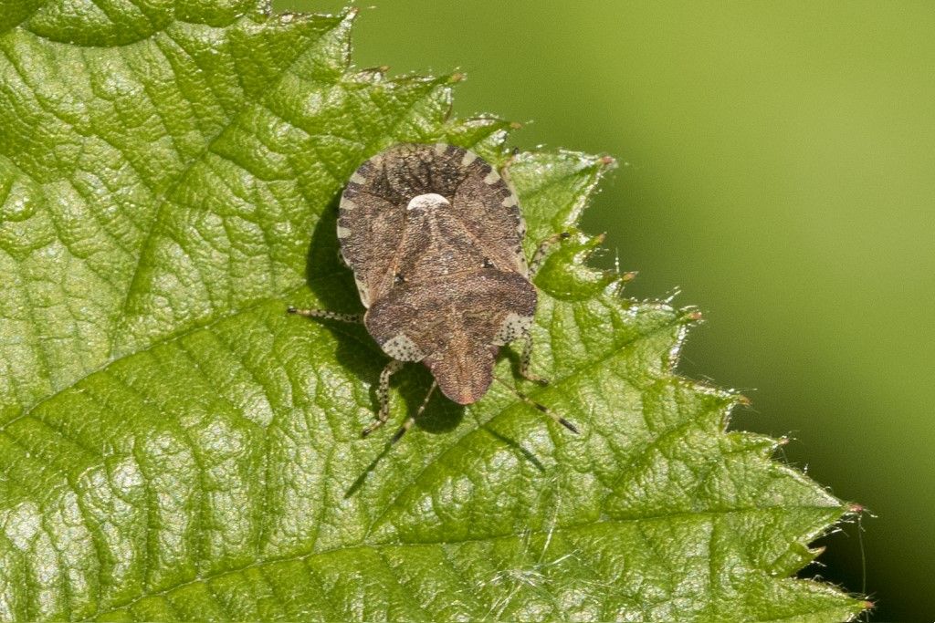 Dyroderes umbraculatus della campagna cremasca (CR)