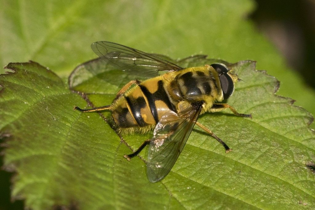 Myiathropa florea ?