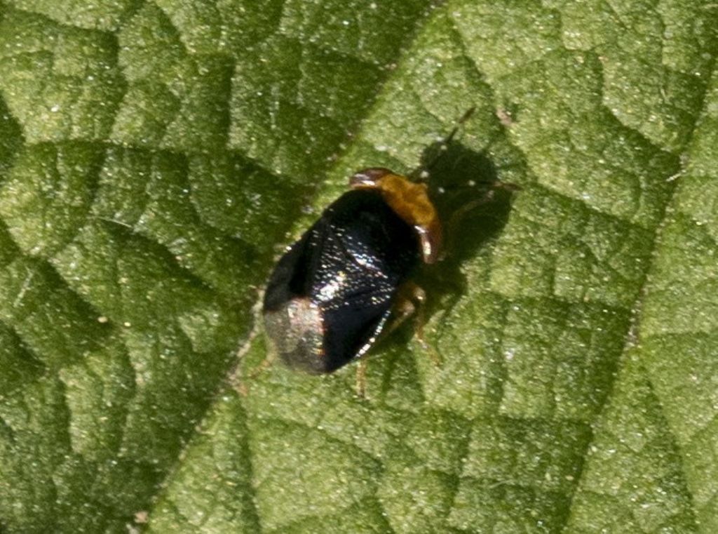 Geocoris erytrocephalus della campagna cremasca (CR)