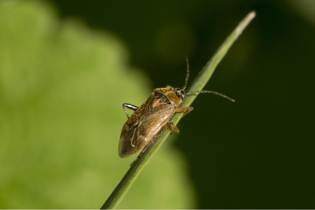 Harpocera thoracica (femmina) della campagna cremasca (CR)