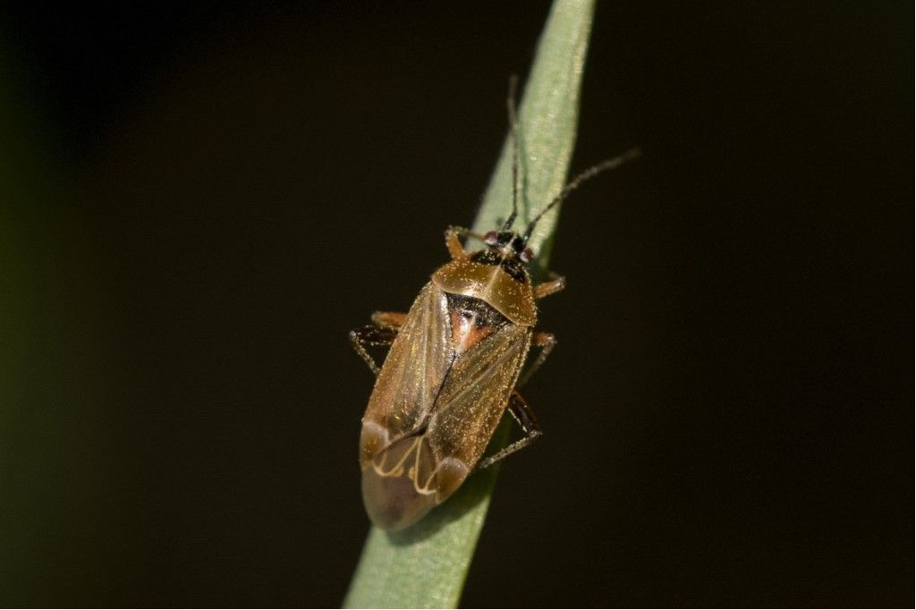 Harpocera thoracica (femmina) della campagna cremasca (CR)