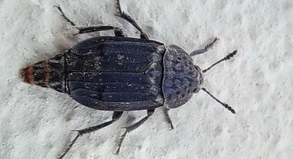 maschio di Thanatophilus sinuatus, Silphidae