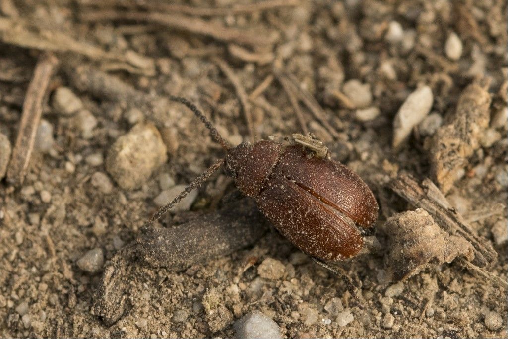 Chrysomelidae: Galeruca tanaceti? No, Galeruca (Emarhopa) rufa