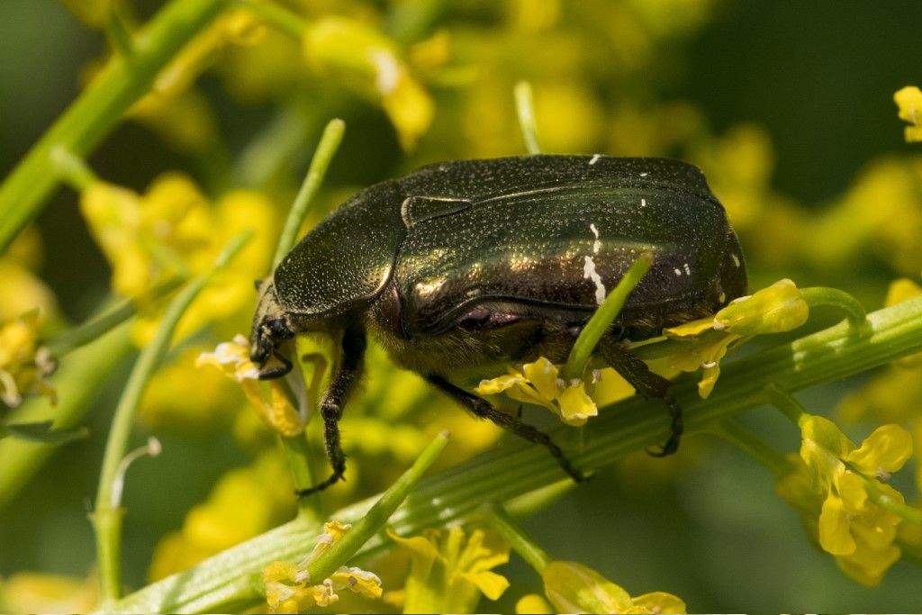 Cetoniidae: Cetonia Aurata? S.