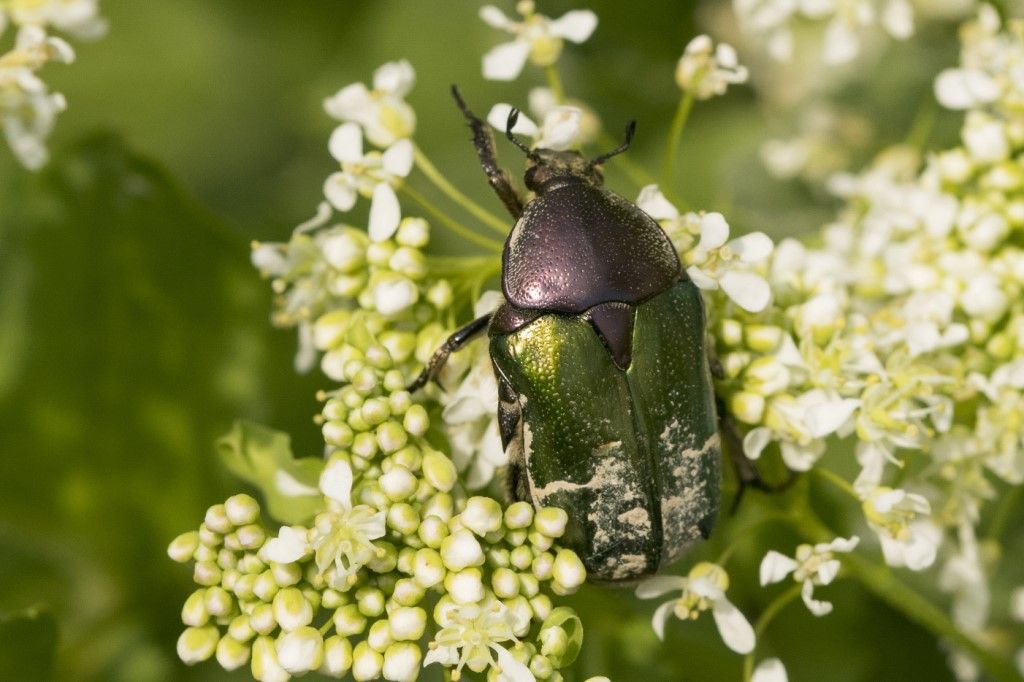 Cetoniidae: Cetonia Aurata? S.