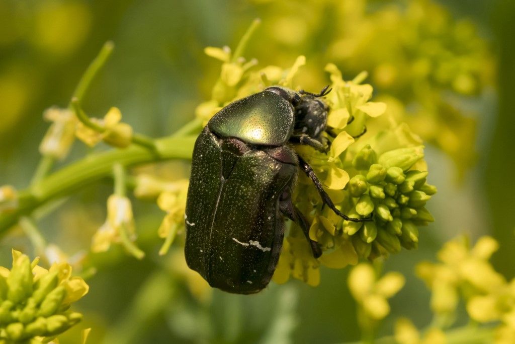 Cetoniidae: Cetonia Aurata? S.