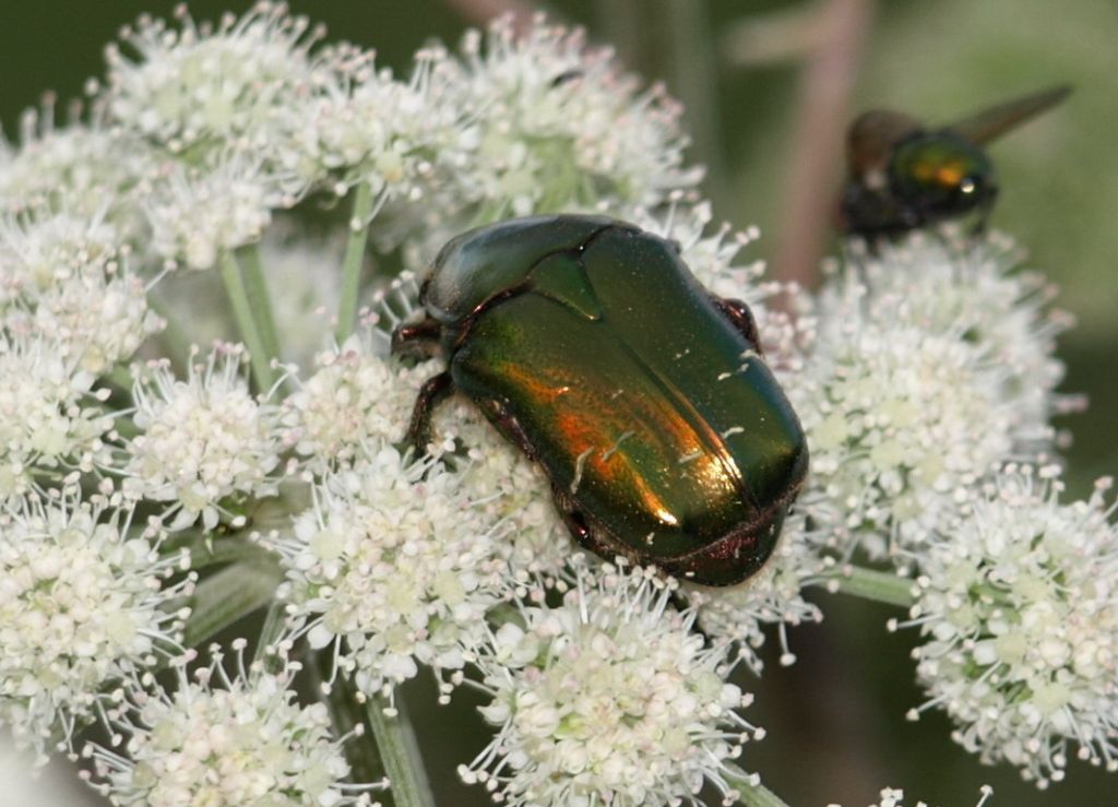 Cetoniidae: Cetonia Aurata? S.