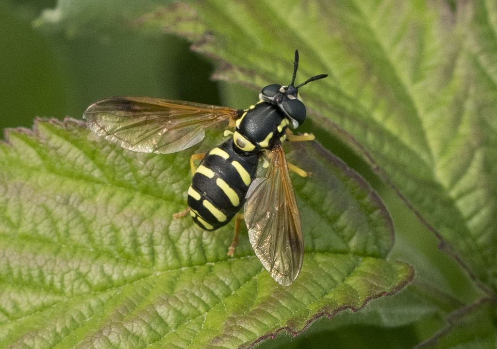 Syrphidae  da identificare