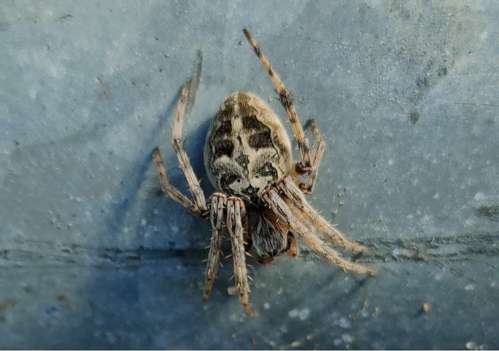 Larinioides sclopetarius ?