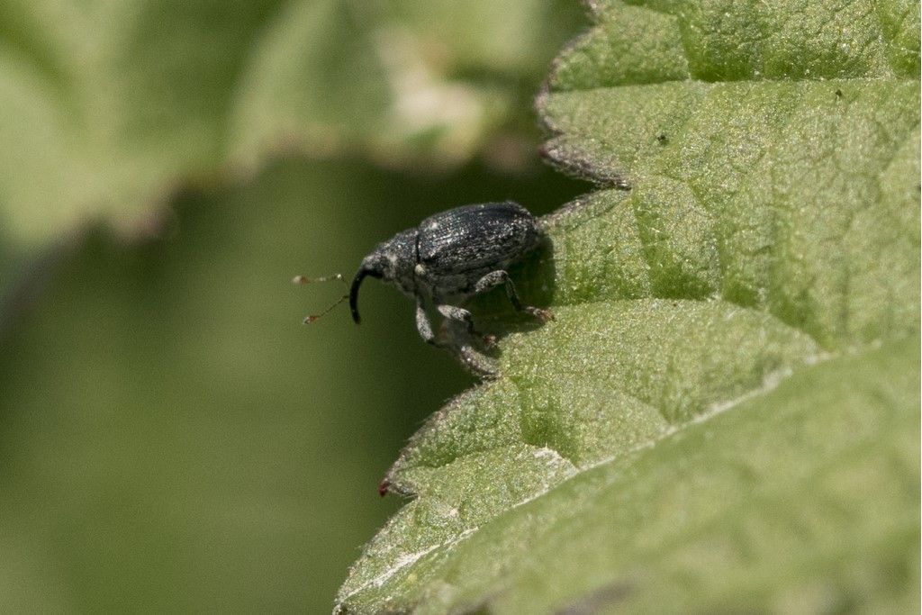 Piccolissimo Curculionidae da identificare