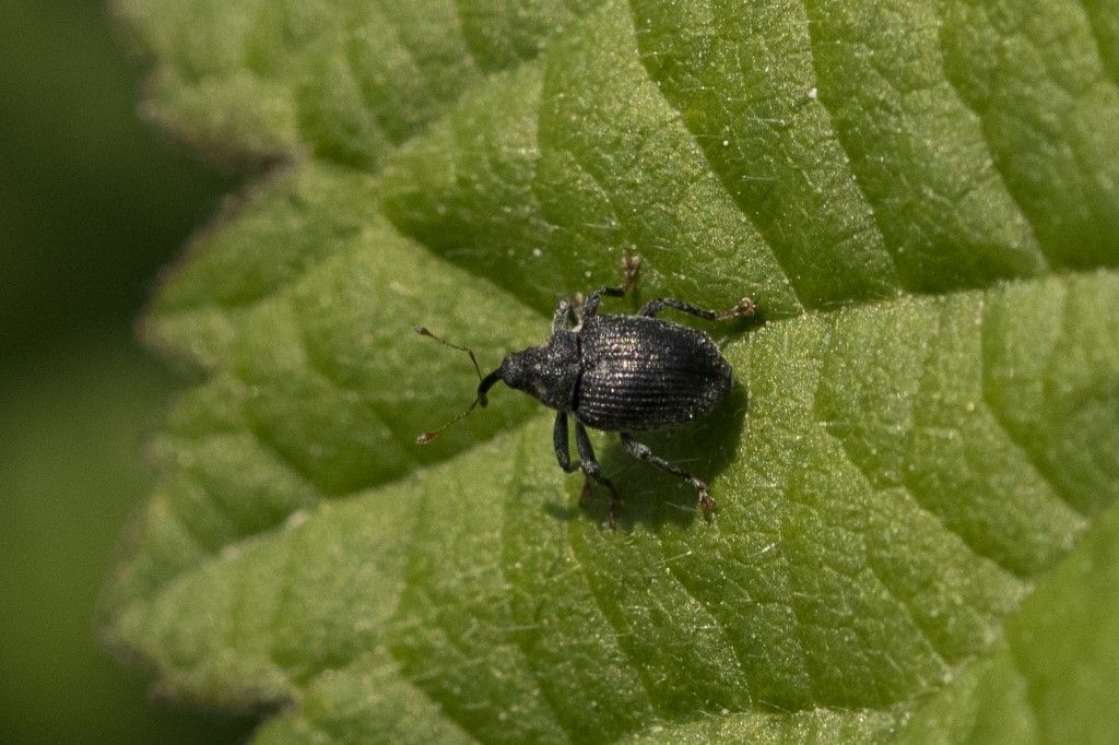 Piccolissimo Curculionidae da identificare