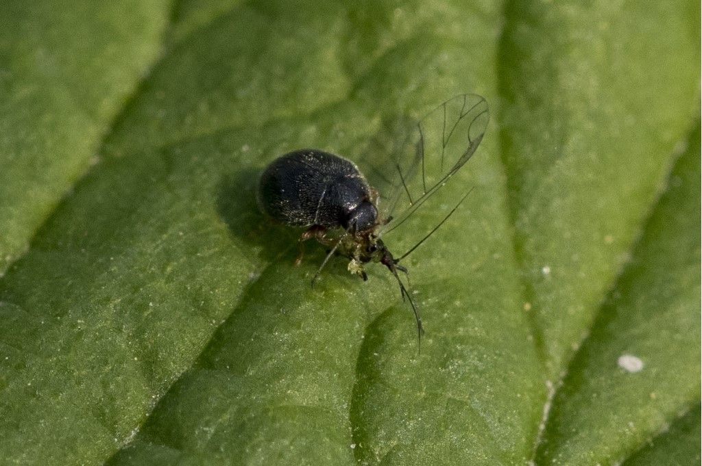 Chrysomelidae ? No, Coccinellidae: Scymnus sp.