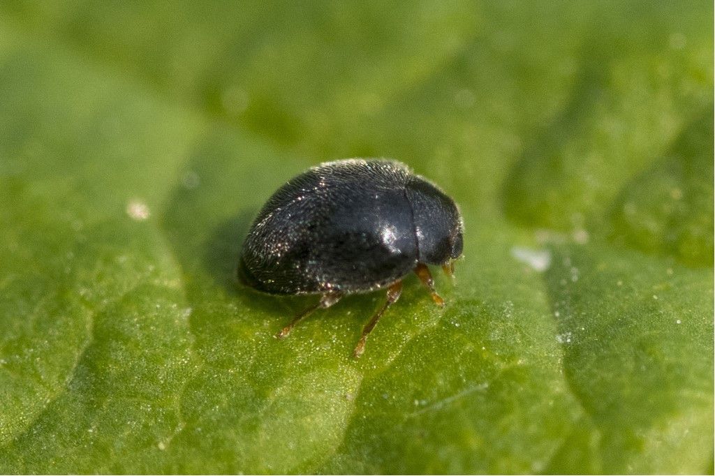 Chrysomelidae ? No, Coccinellidae: Scymnus sp.