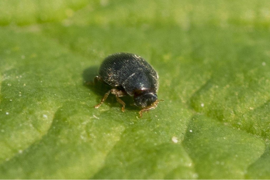 Chrysomelidae ? No, Coccinellidae: Scymnus sp.