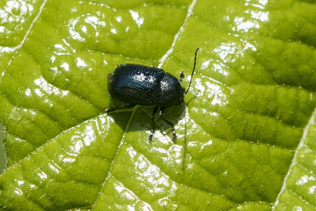 Crysomelidae: Cryptocephalus sp.