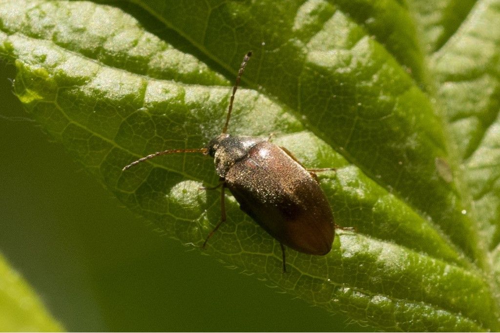 Tenebrionidae Alleculinae: Isomira sp.