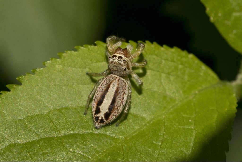 Salticidae da identificare (1)