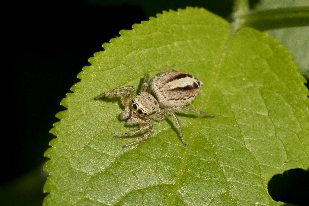 Salticidae da identificare (1)