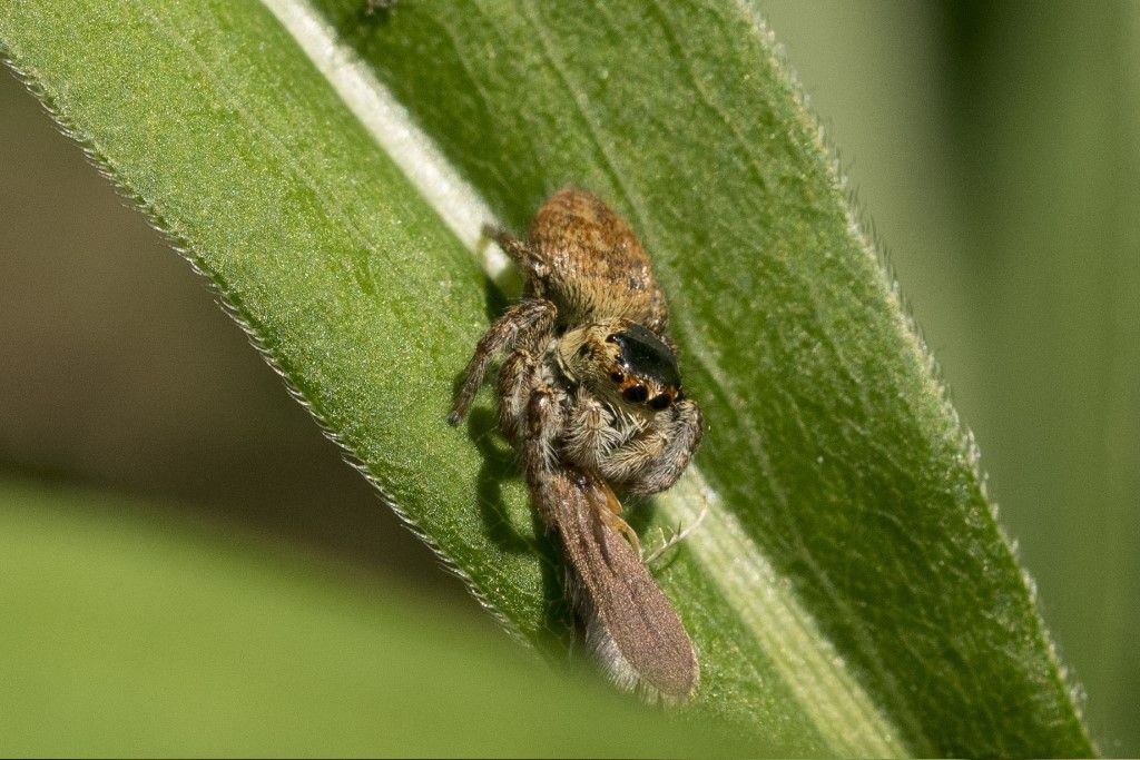 Salticidae da identificare (2)