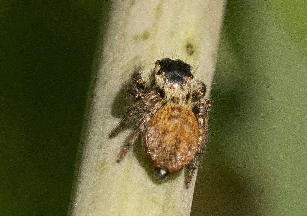 Salticidae da identificare (2)