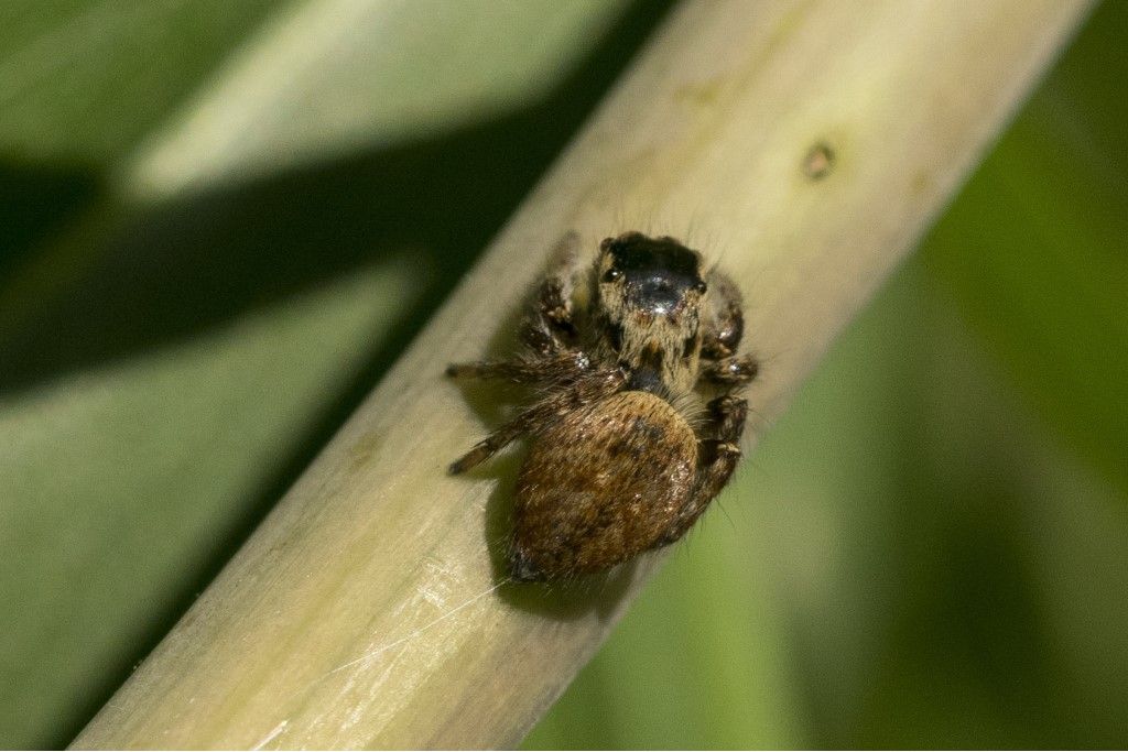 Salticidae da identificare (2)