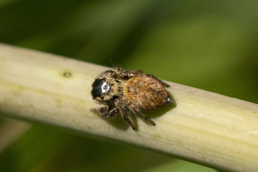 Salticidae da identificare (2)