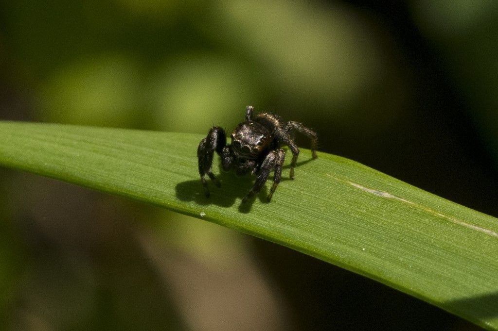 Evarcha arcuata ?