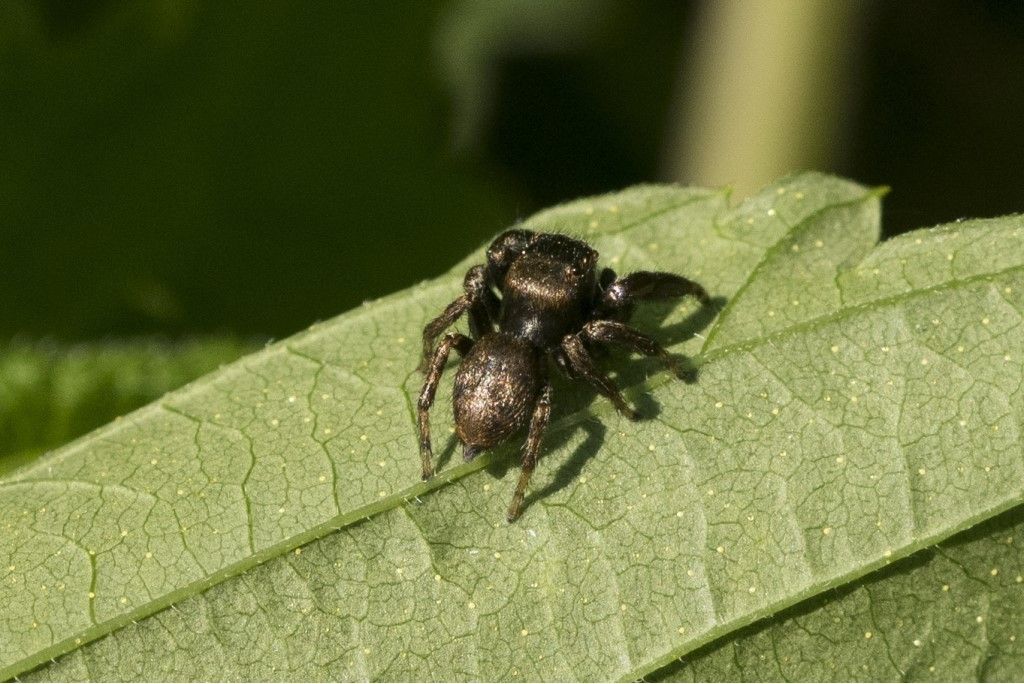 Evarcha arcuata ?