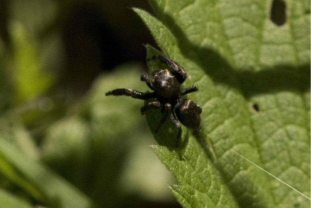 Evarcha arcuata ?