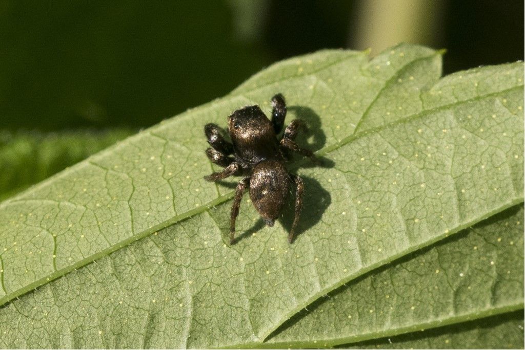 Evarcha arcuata ?