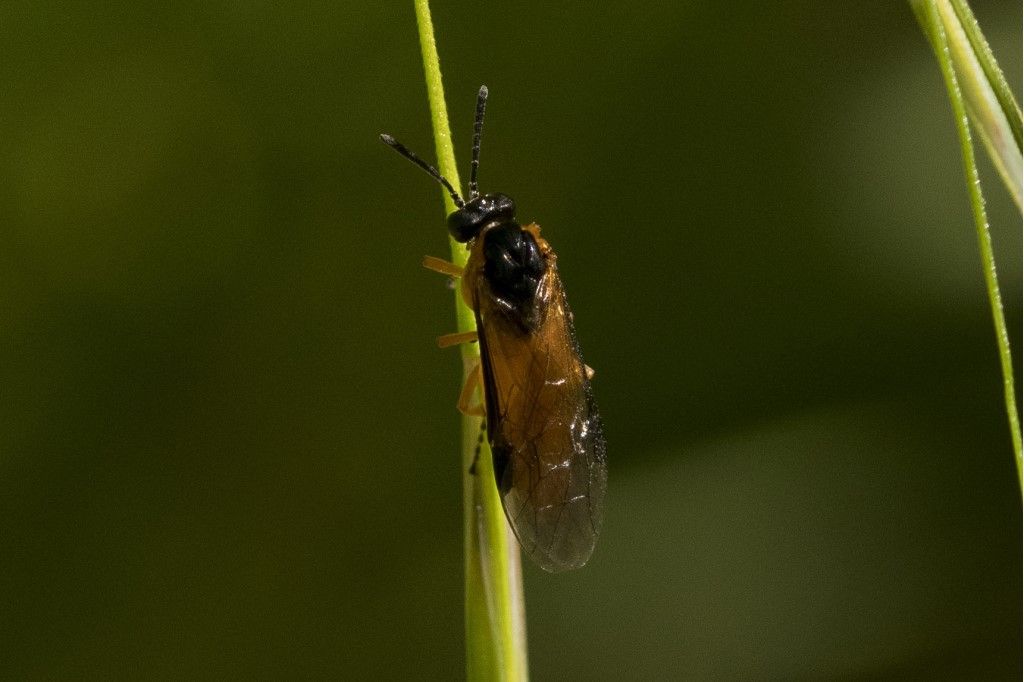 Tenthredinidae da identificare: Athalia sp.