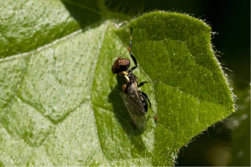 Aiuto per identificazione