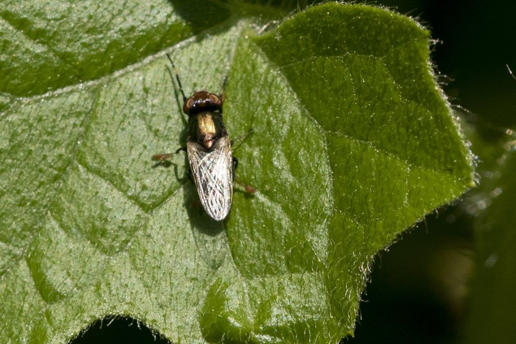 Aiuto per identificazione