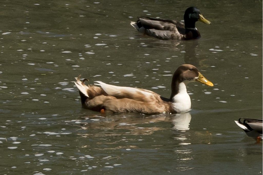 aiuto per identificazione