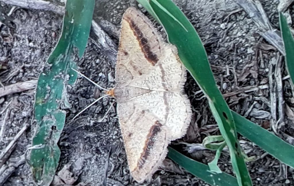 Isturgia arenacearia - Geometridae