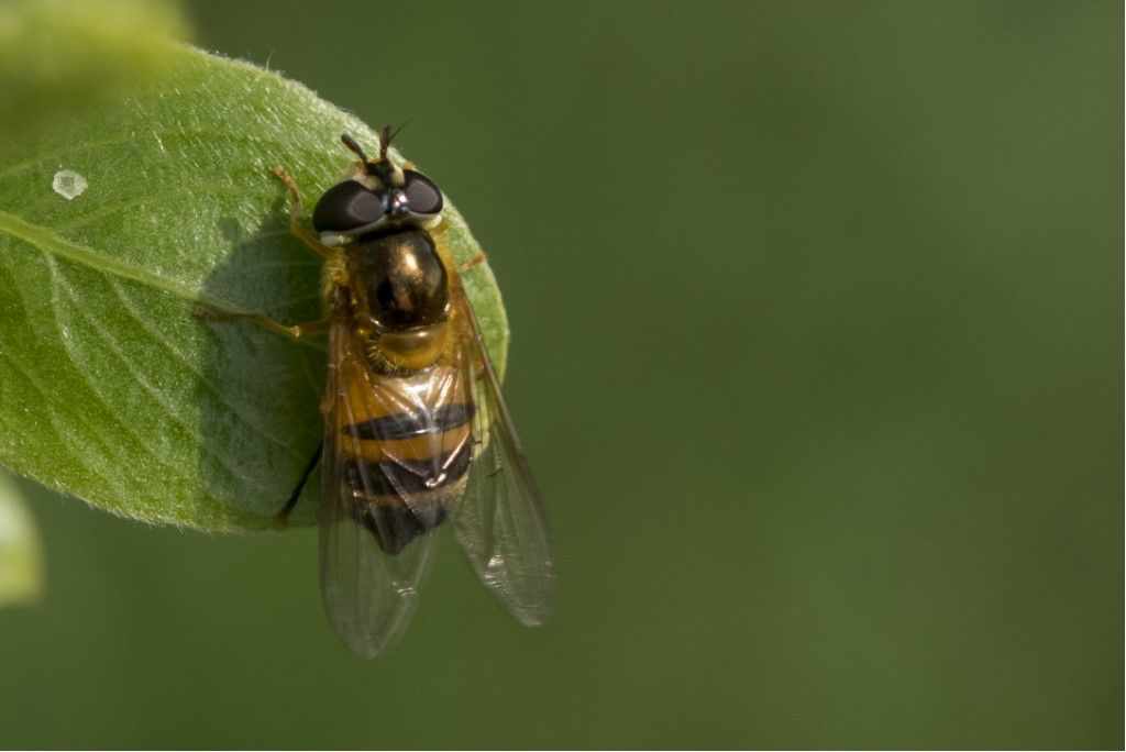 SYRPHIDAEda identificare