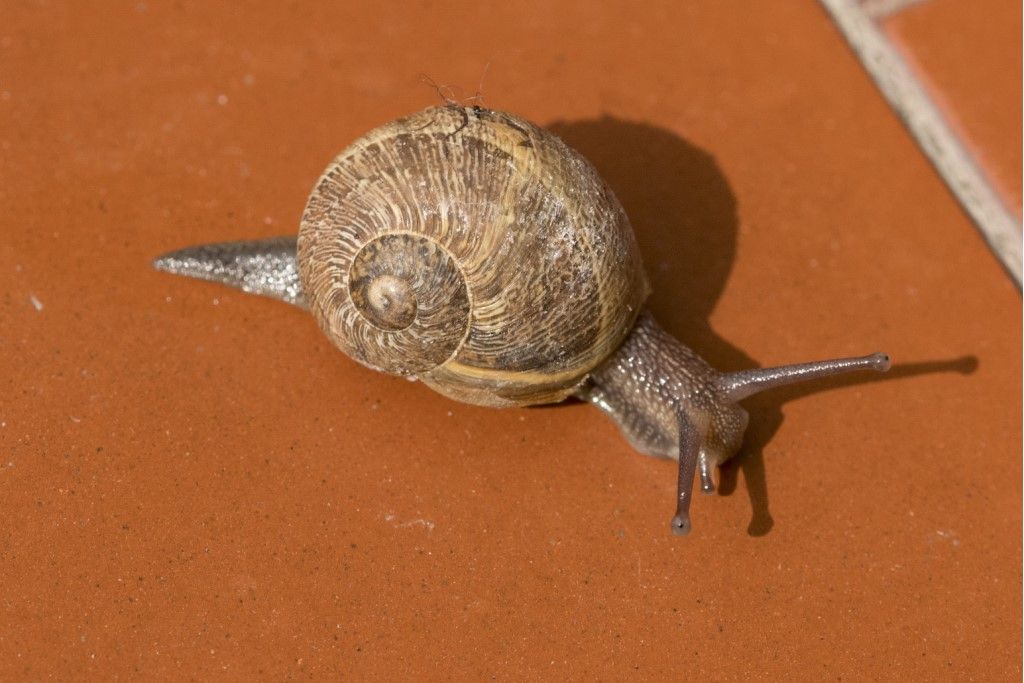 Helix Pomatia ?