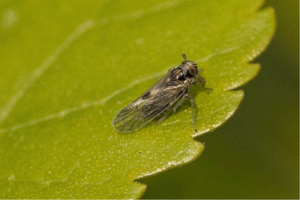 Probabile Cixiidae da identificare